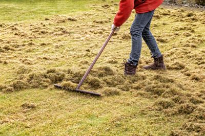 Yard Dethatching