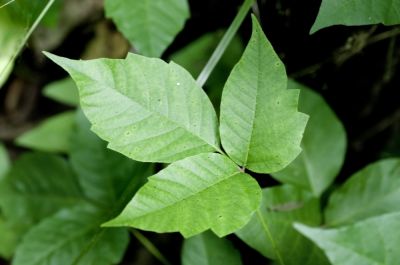Vine Removal