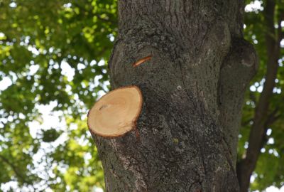 Tree Limb Removal