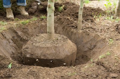 Tree Transplanting