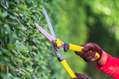 Bush Trimming - Bush Trimming Ankeny, Iowa