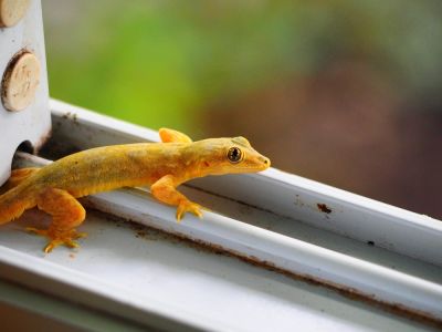 Lizard Control